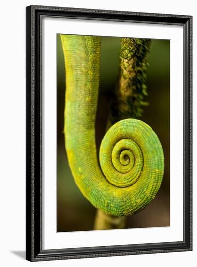 Parsons Chameleon Tail, Andasibe-Mantadia National Park, Madagascar-Paul Souders-Framed Photographic Print