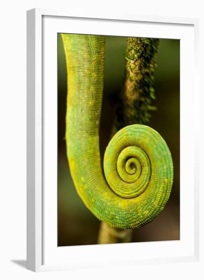 Parsons Chameleon Tail, Andasibe-Mantadia National Park, Madagascar-Paul Souders-Framed Photographic Print