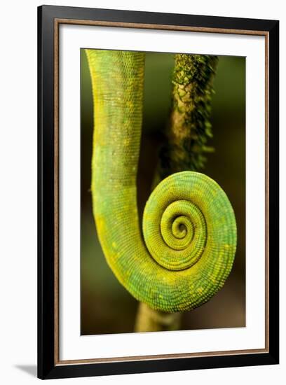 Parsons Chameleon Tail, Andasibe-Mantadia National Park, Madagascar-Paul Souders-Framed Photographic Print