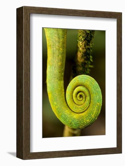 Parsons Chameleon Tail, Andasibe-Mantadia National Park, Madagascar-Paul Souders-Framed Photographic Print