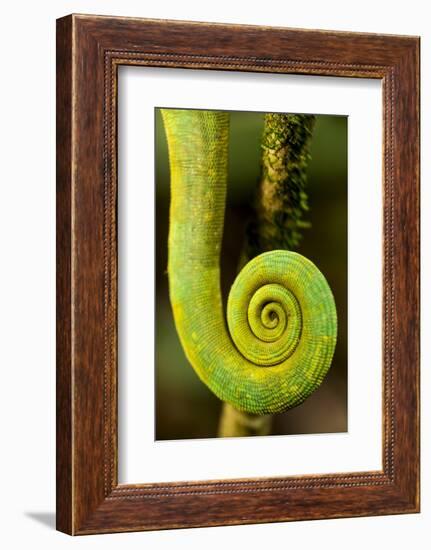 Parsons Chameleon Tail, Andasibe-Mantadia National Park, Madagascar-Paul Souders-Framed Photographic Print