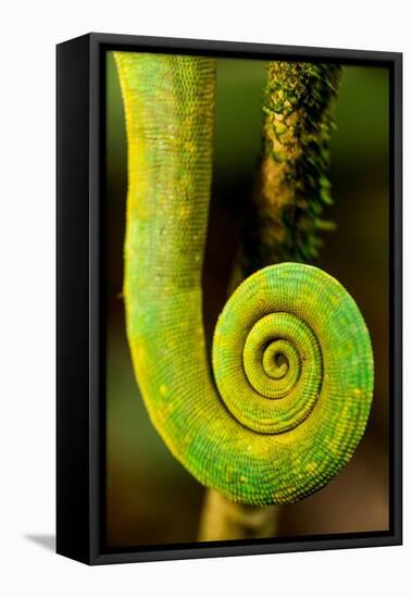 Parsons Chameleon Tail, Andasibe-Mantadia National Park, Madagascar-Paul Souders-Framed Premier Image Canvas