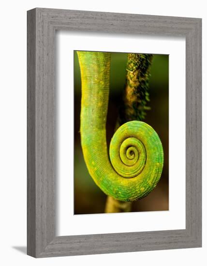 Parsons Chameleon Tail, Andasibe-Mantadia National Park, Madagascar-Paul Souders-Framed Photographic Print