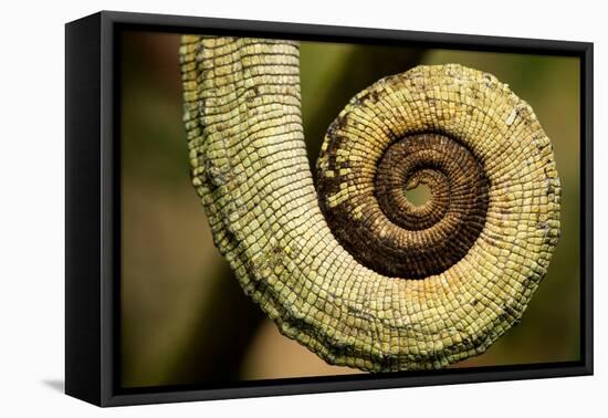 Parsons Chameleon Tail, Madagascar-Paul Souders-Framed Premier Image Canvas
