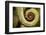 Parsons Chameleon Tail, Madagascar-Paul Souders-Framed Photographic Print