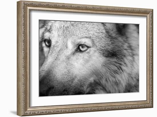 Part Muzzle of A Gray Wolf Closeup Monochrome Tone-malven-Framed Photographic Print