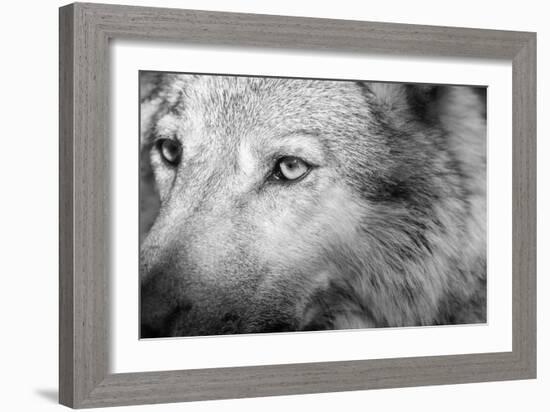 Part Muzzle of A Gray Wolf Closeup Monochrome Tone-malven-Framed Photographic Print