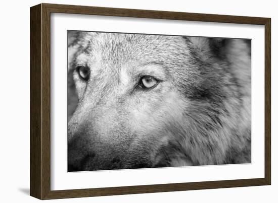 Part Muzzle of A Gray Wolf Closeup Monochrome Tone-malven-Framed Photographic Print