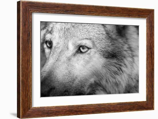 Part Muzzle of A Gray Wolf Closeup Monochrome Tone-malven-Framed Photographic Print