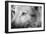 Part Muzzle of A Gray Wolf Closeup Monochrome Tone-malven-Framed Photographic Print