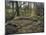 Part of a forest kindergarten in the wood with circle on the floor-Axel Killian-Mounted Photographic Print