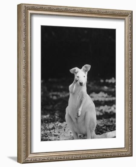 Part of a Herd of 40 Albino Kangaroos-Larry Burrows-Framed Photographic Print