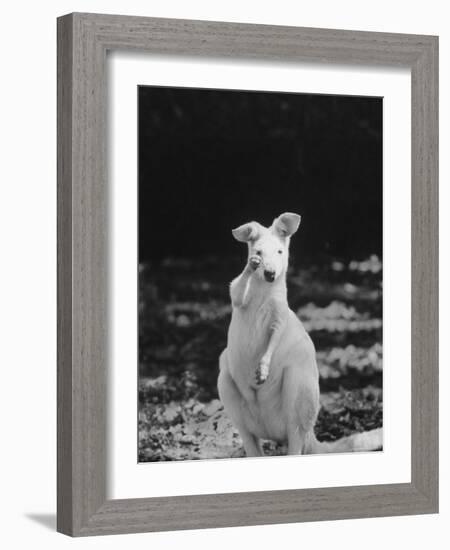 Part of a Herd of 40 Albino Kangaroos-Larry Burrows-Framed Photographic Print