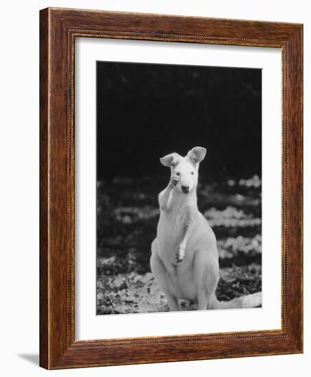 Part of a Herd of 40 Albino Kangaroos-Larry Burrows-Framed Photographic Print