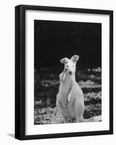 Part of a Herd of 40 Albino Kangaroos-Larry Burrows-Framed Photographic Print