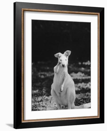 Part of a Herd of 40 Albino Kangaroos-Larry Burrows-Framed Photographic Print