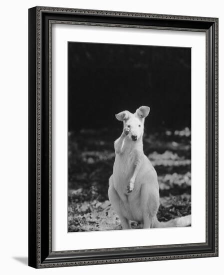 Part of a Herd of 40 Albino Kangaroos-Larry Burrows-Framed Photographic Print