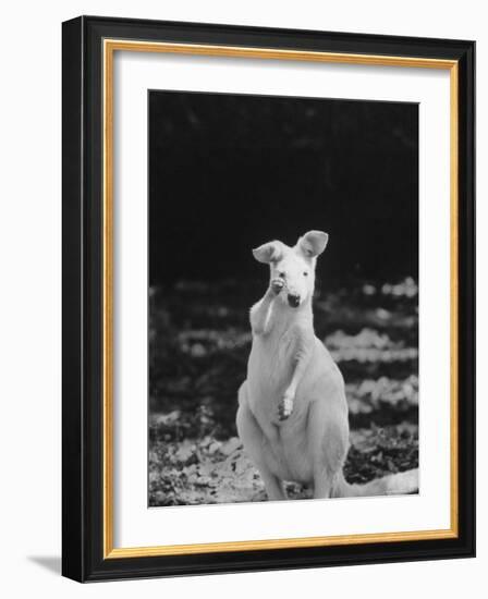 Part of a Herd of 40 Albino Kangaroos-Larry Burrows-Framed Photographic Print