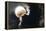 Partial Lunar Eclipse-Detlev Van Ravenswaay-Framed Premier Image Canvas