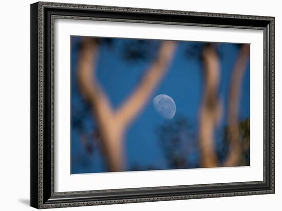 Partial Moon Seen during the Day with Blue Sky in Serrinha Do Alambari Ecological Reserve, Serra Da-Vitor Marigo-Framed Photographic Print