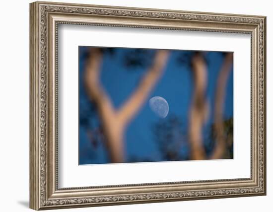 Partial Moon Seen during the Day with Blue Sky in Serrinha Do Alambari Ecological Reserve, Serra Da-Vitor Marigo-Framed Photographic Print