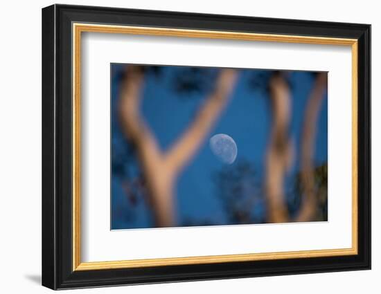 Partial Moon Seen during the Day with Blue Sky in Serrinha Do Alambari Ecological Reserve, Serra Da-Vitor Marigo-Framed Photographic Print