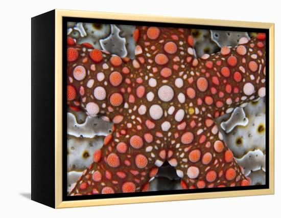 Partial View of Colorful Sea Star Over a Sea Cucumber, Raja Ampat, Indonesia-Jones-Shimlock-Framed Premier Image Canvas