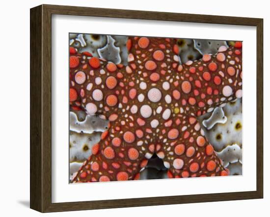 Partial View of Colorful Sea Star Over a Sea Cucumber, Raja Ampat, Indonesia-Jones-Shimlock-Framed Photographic Print