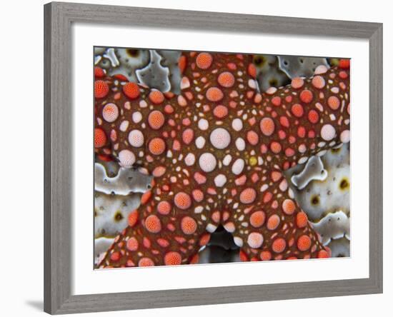 Partial View of Colorful Sea Star Over a Sea Cucumber, Raja Ampat, Indonesia-Jones-Shimlock-Framed Photographic Print