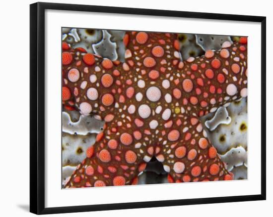 Partial View of Colorful Sea Star Over a Sea Cucumber, Raja Ampat, Indonesia-Jones-Shimlock-Framed Photographic Print