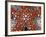 Partial View of Colorful Sea Star Over a Sea Cucumber, Raja Ampat, Indonesia-Jones-Shimlock-Framed Photographic Print