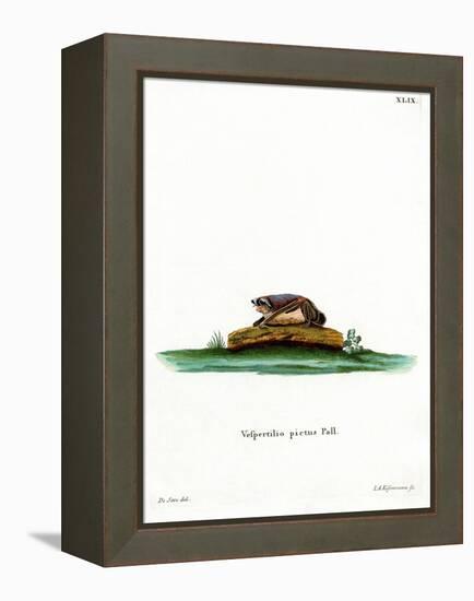 Particoloured Bat-null-Framed Premier Image Canvas