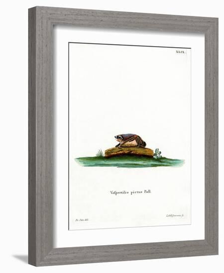 Particoloured Bat-null-Framed Giclee Print