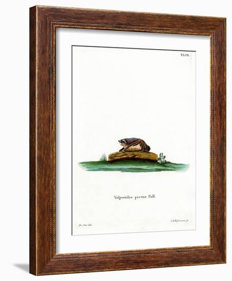 Particoloured Bat-null-Framed Giclee Print