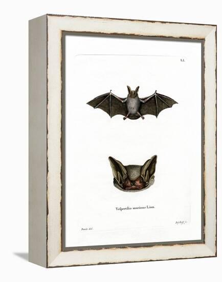 Particoloured Bat-null-Framed Premier Image Canvas