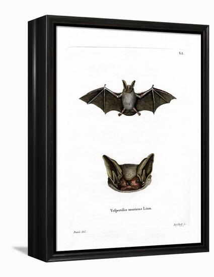 Particoloured Bat-null-Framed Premier Image Canvas