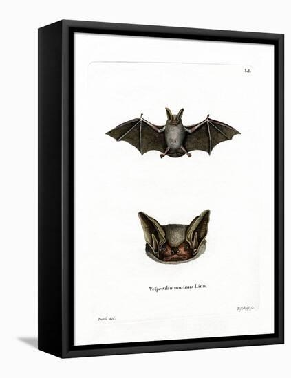 Particoloured Bat-null-Framed Premier Image Canvas