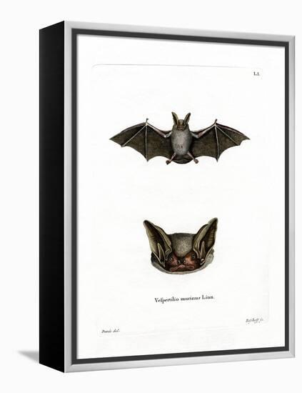 Particoloured Bat-null-Framed Premier Image Canvas
