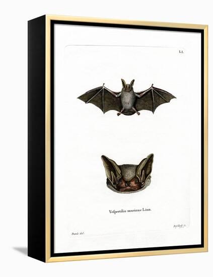 Particoloured Bat-null-Framed Premier Image Canvas