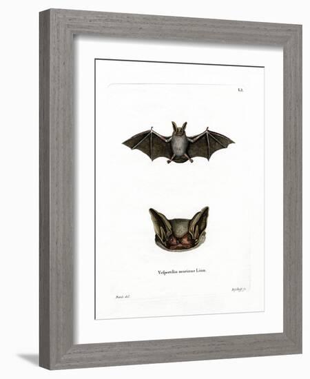 Particoloured Bat-null-Framed Giclee Print