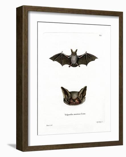 Particoloured Bat-null-Framed Giclee Print