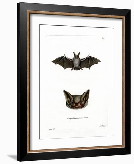 Particoloured Bat-null-Framed Giclee Print