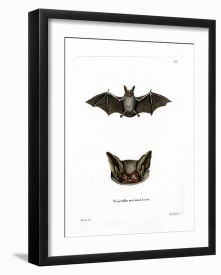 Particoloured Bat-null-Framed Giclee Print