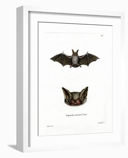 Particoloured Bat-null-Framed Giclee Print