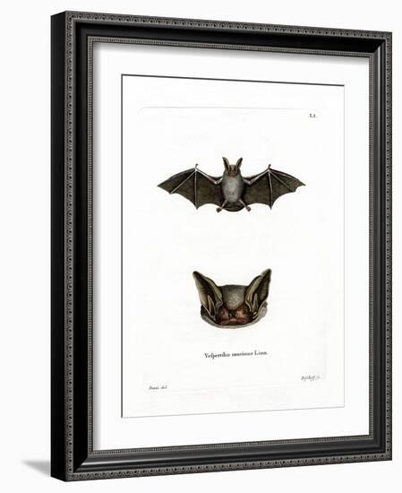 Particoloured Bat-null-Framed Giclee Print