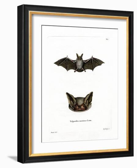 Particoloured Bat-null-Framed Giclee Print