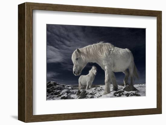 Partners-Bragi Ingibergsson --Framed Photographic Print