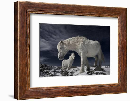 Partners-Bragi Ingibergsson --Framed Photographic Print