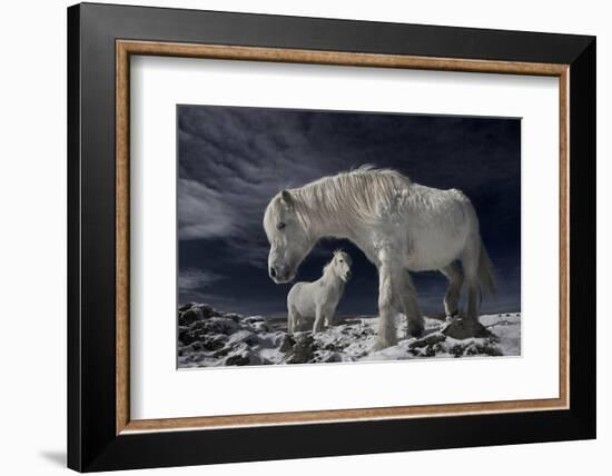 Partners-Bragi Ingibergsson --Framed Photographic Print