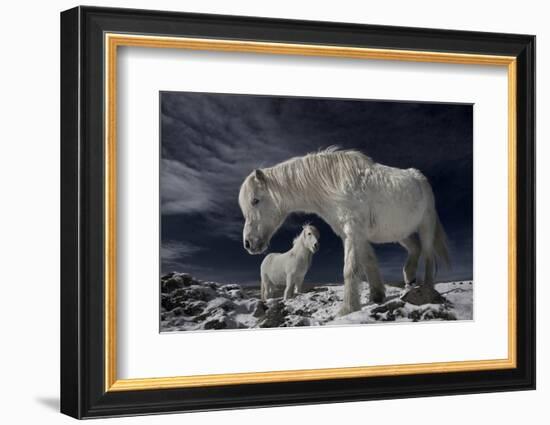 Partners-Bragi Ingibergsson --Framed Photographic Print